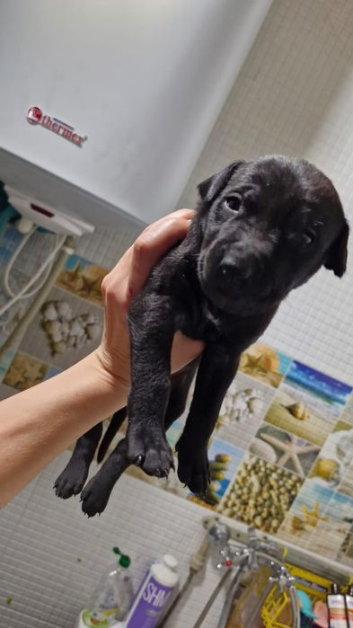 Продам Щенков Питбуля!