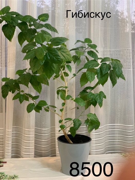 Комнатные  цветы