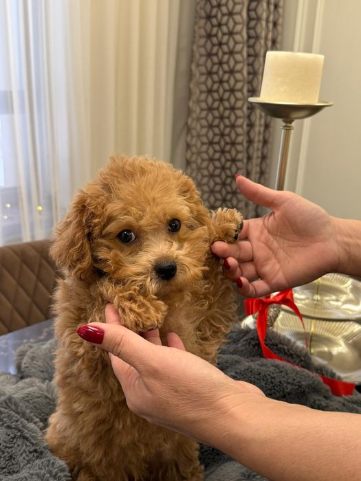 Щенок мальтипу девочка