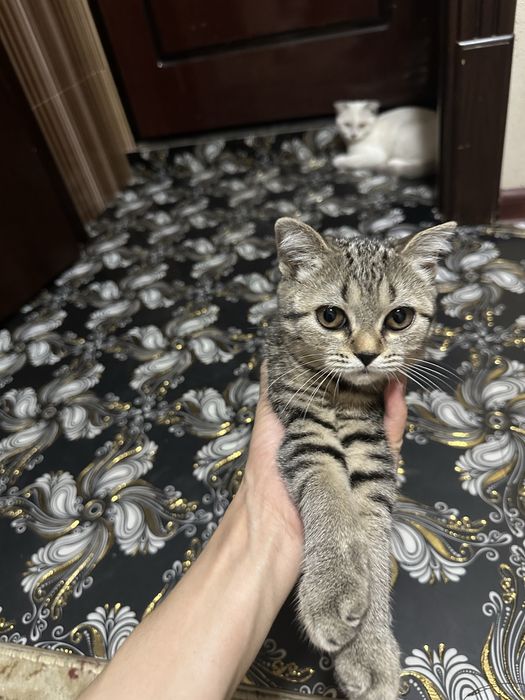 Scotish fold mushuklar sotiladi  soglom