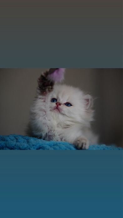 Baietel British Longhair cu Pedigree impreuna cu toate testele genetice / Felisa autorizata