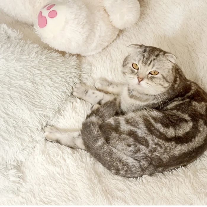 Продам кота голубых кровей.