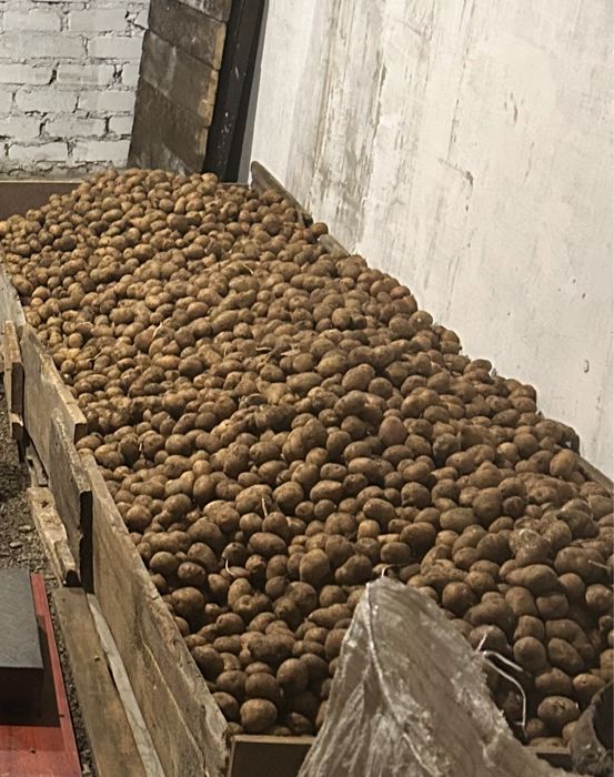 Картошка семеная