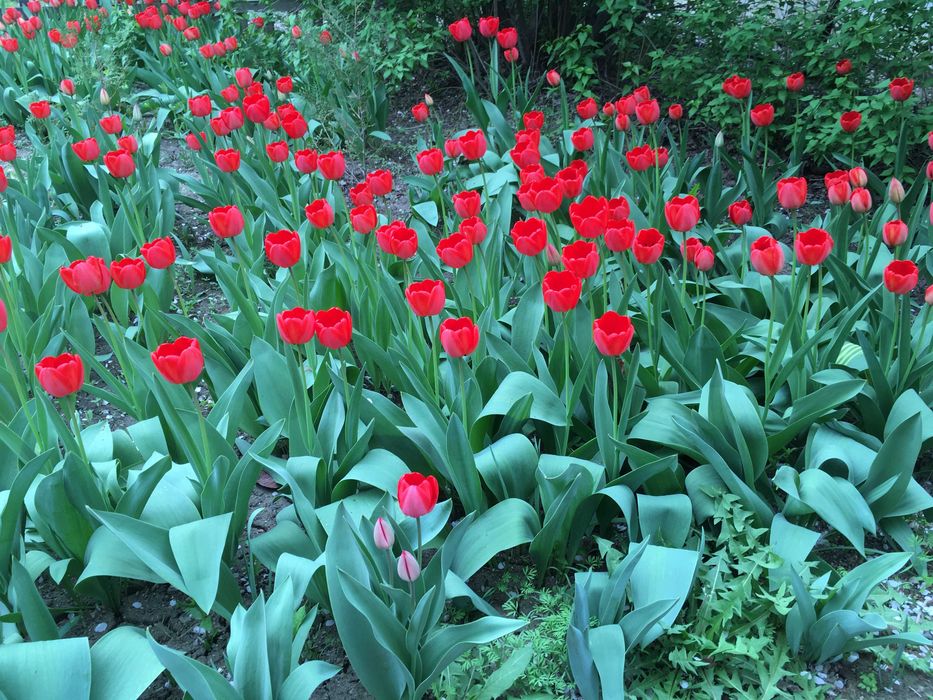 Продам тюльпаны местные