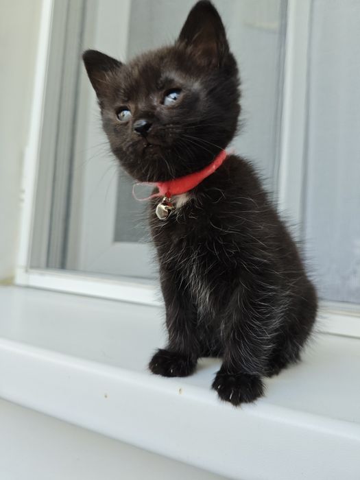 Котенок в добрые руки