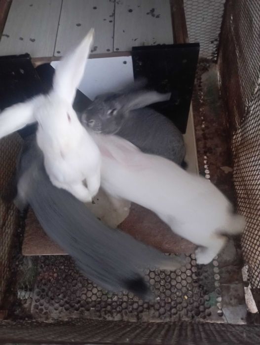 Продая кроликов великани