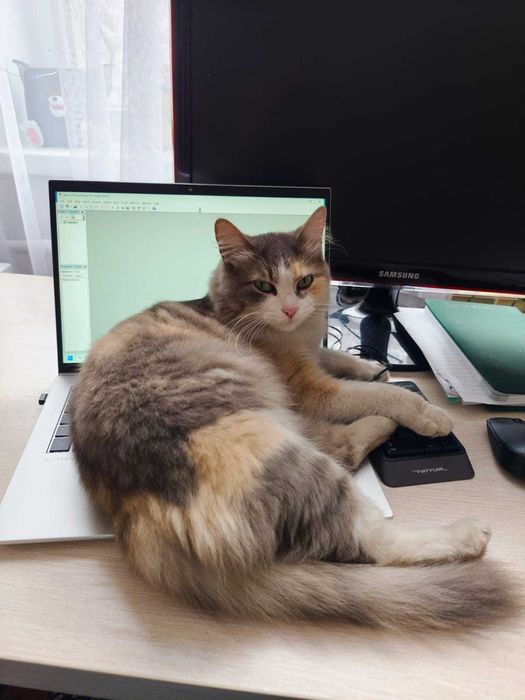 Отдам даром кошку