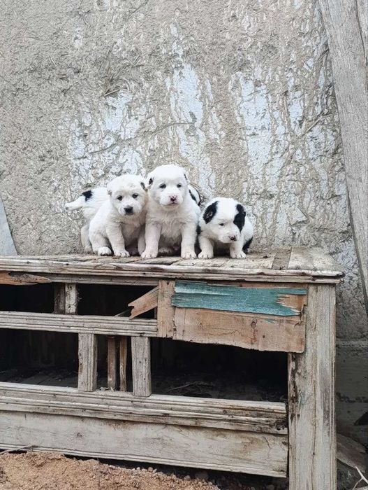 Alabay it bolasi erkak narxi 150$ 4 dona qoldi manzil Navoiy