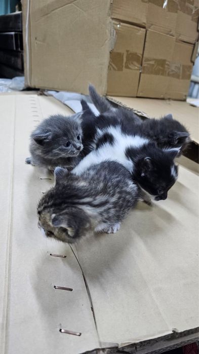 Котята отдам в добрые руки