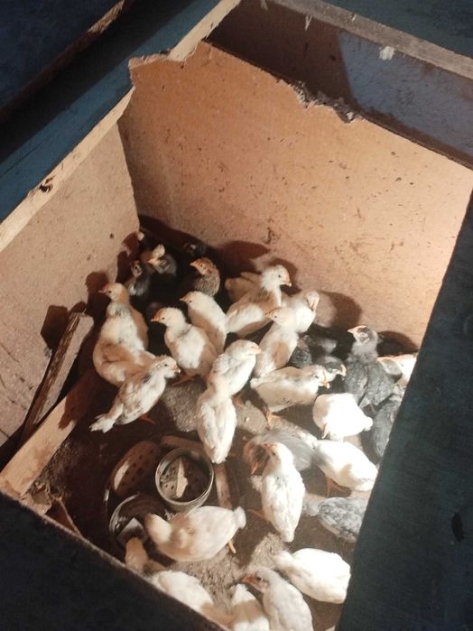 Продавам пилета на различна възраст