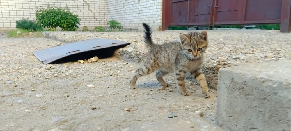 Отдам в хорошие руки