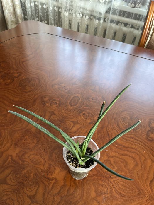 Сансиверии разные Лауренти,