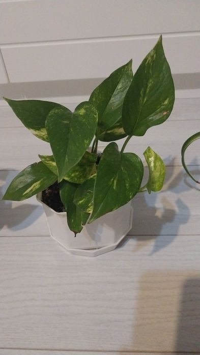 Продам комнатные цветы