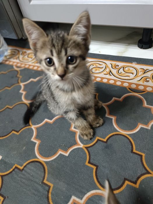 Отдам котят в добрые руки