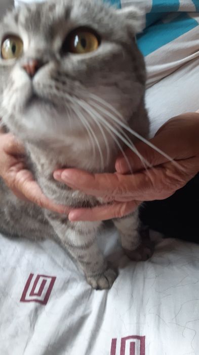 Продам шотландский кот