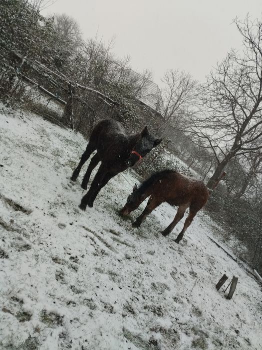 De vânzare mânz murg și mânză neagră