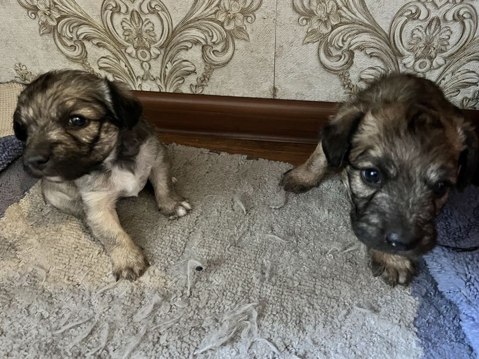 Щенок бесплатно в добрые руки
