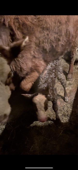 Продается первотелка с теленком