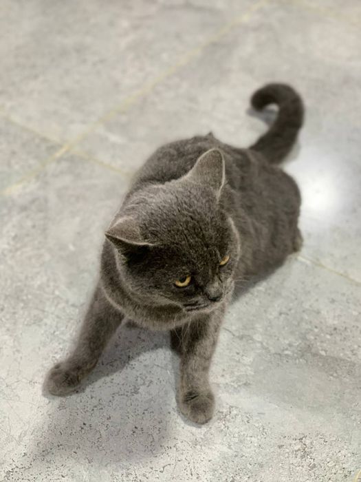 Скотиш Страй кот мальчик