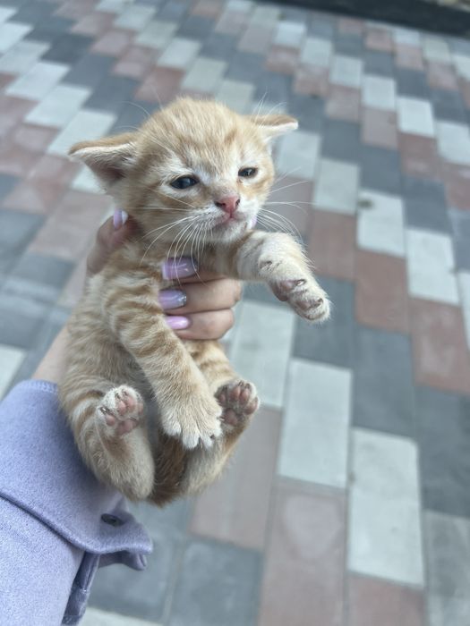 Отдам котят в добрые руки