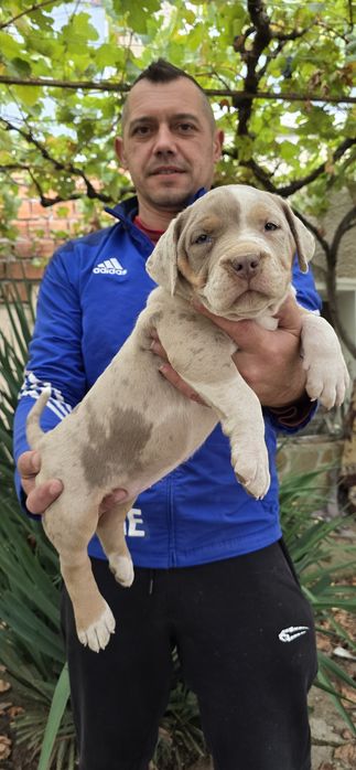 Американско були Хл /American bully XL