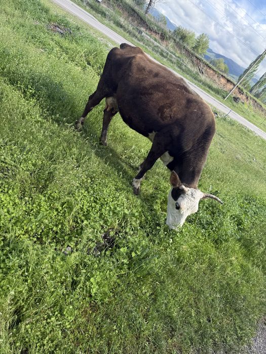 Домашняя корова с теленком