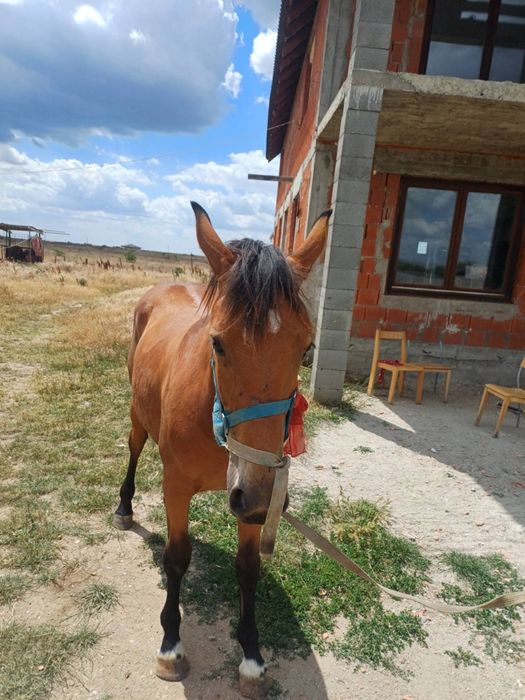Vând mânză de un an și cinci luni