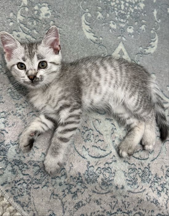 Котенок Скотиш фолд