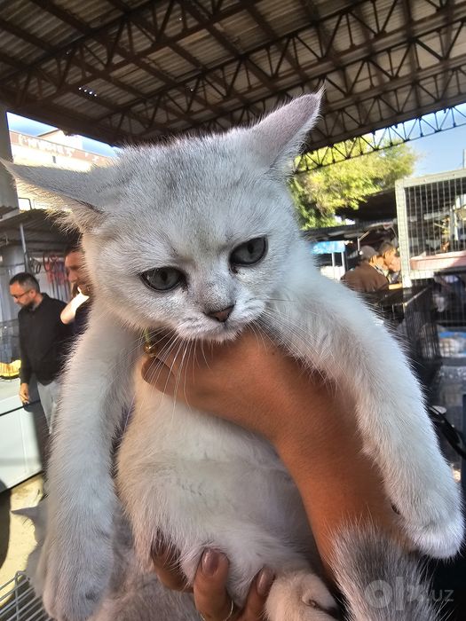 Котята шотланская серебристая шиншила