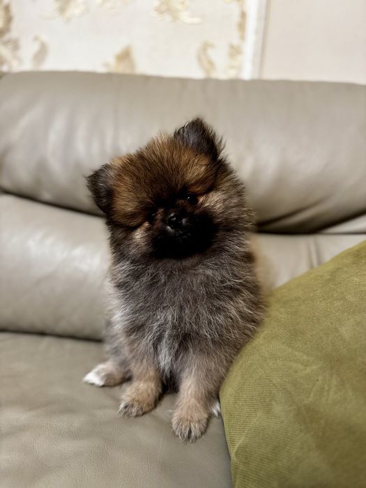 Померани - Мъжки