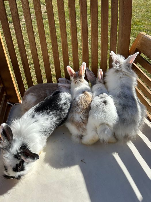 Iepurasi pitici cu ochi albastri