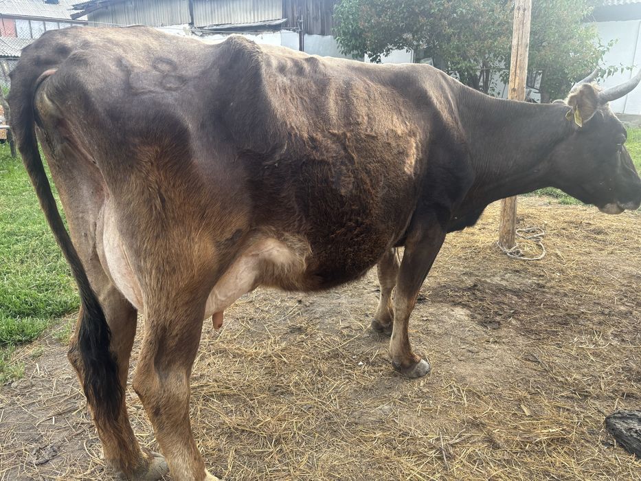 Продам корову молочная