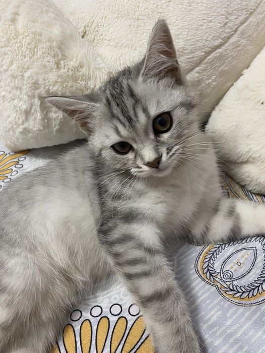 Поодам котенка , британская шиншилла