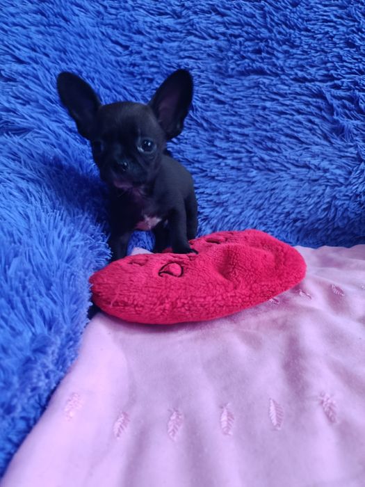 Щенки чихуахуа мини