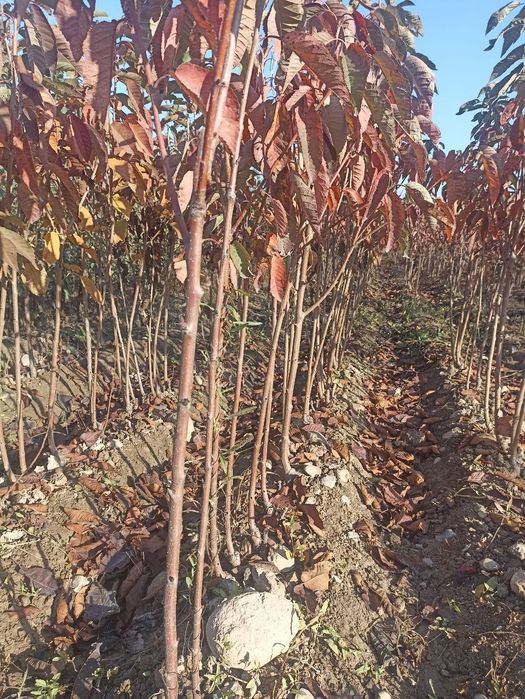 Хамма турдаги сифатли кучатлар бор