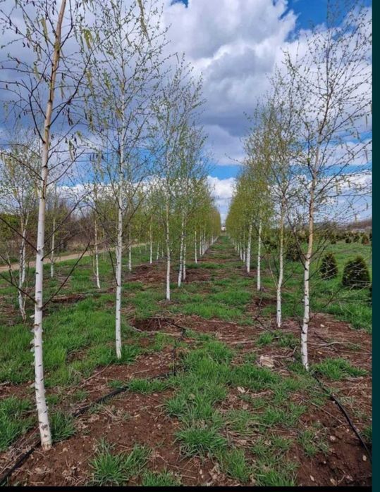 Mestecan și tei oferte