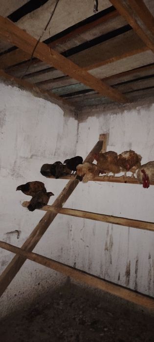 Үйдін сауықтары сатам