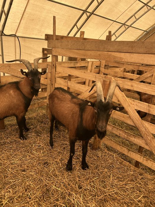 Vand 2 Tapi Alpini Francezi