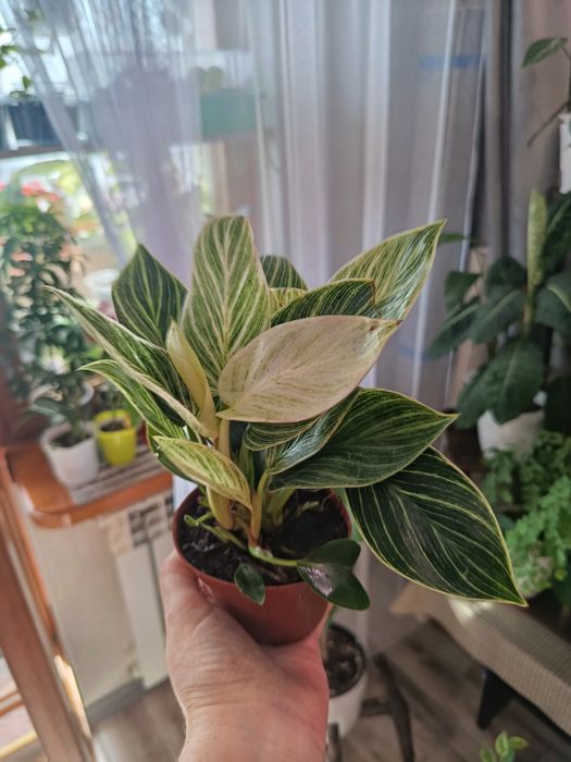 Продам комнатные цветы разные