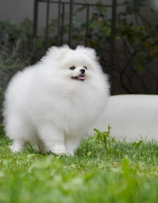 Померански шпиц , померан , малък шпиц чисто бели