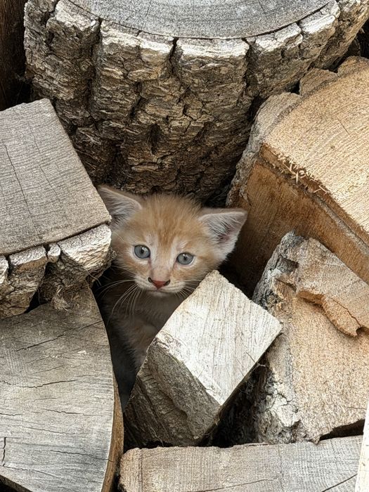 Donez pisoi superbi iubitorilor de animale.