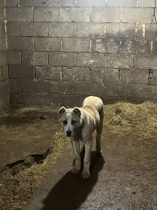 Еркек алабай күшік сатылады 5айлық