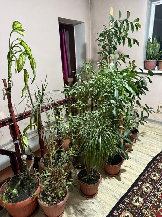 Продам комнатные цветы