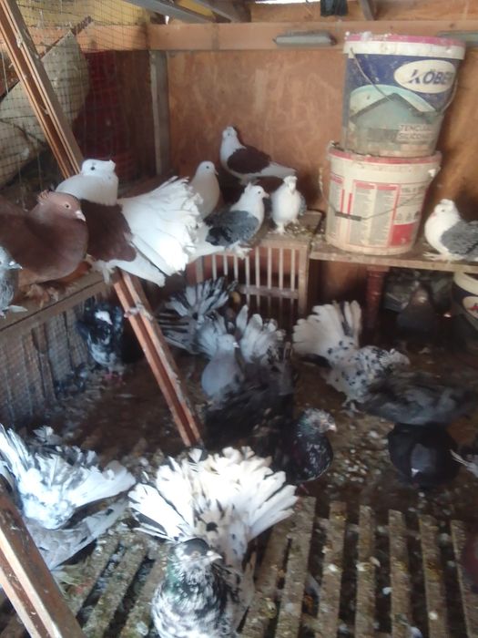 Porumbei voltat indian