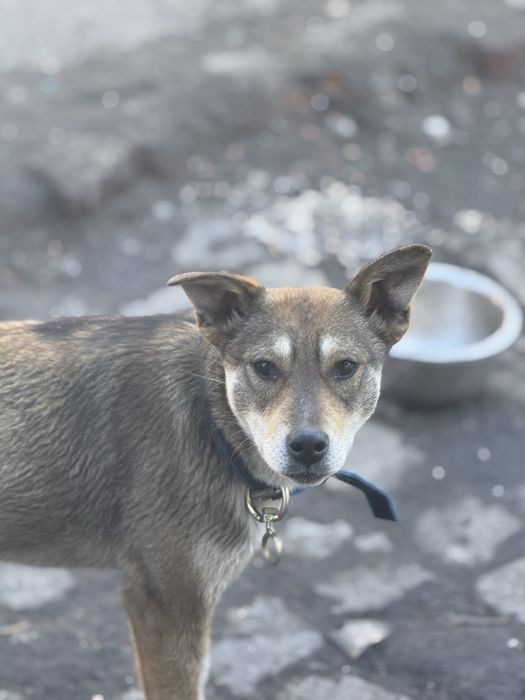 Щенки подростки