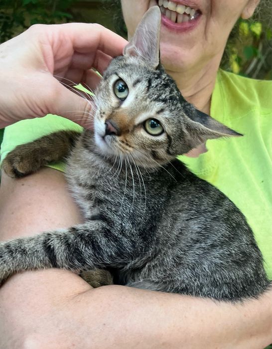 Metisi British Shorthair tabby pui, gratuit