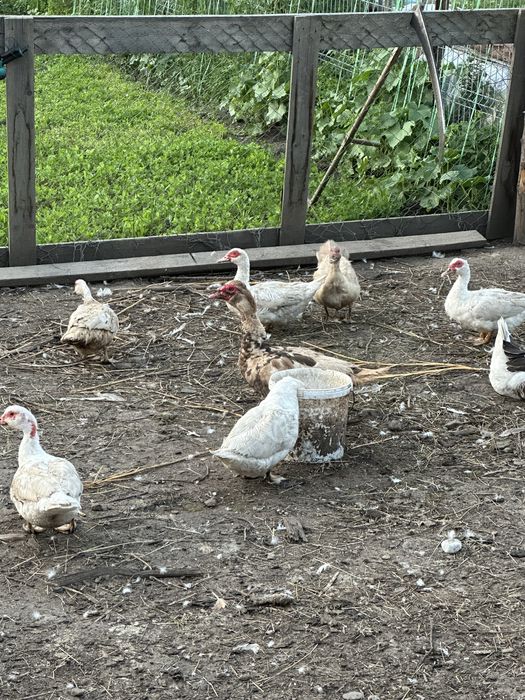 Rate de vanzare mite si galagioase