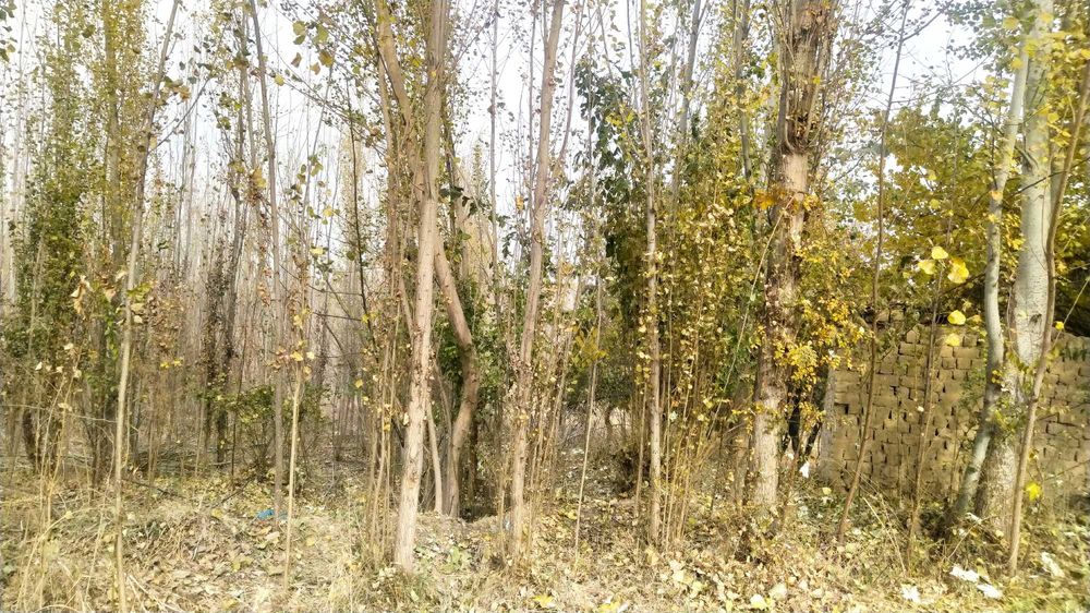 Terak shoxchalar sotiladi oʻtin qilish uchun