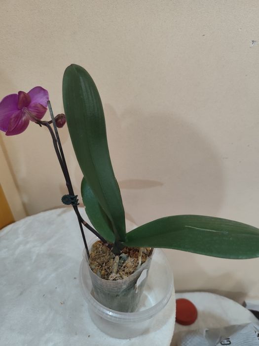 Продам цветущую орхидею