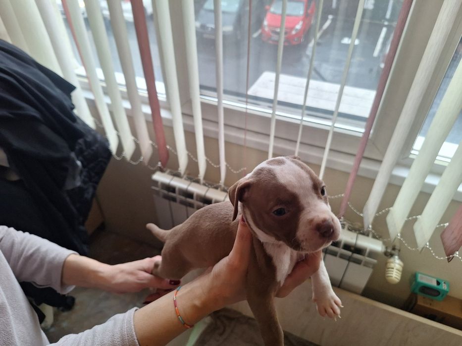 Аюерикански питбул редноус